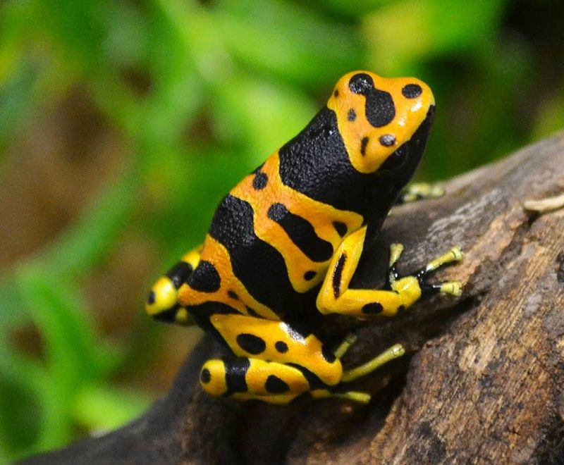Bumblebee Dart Frog