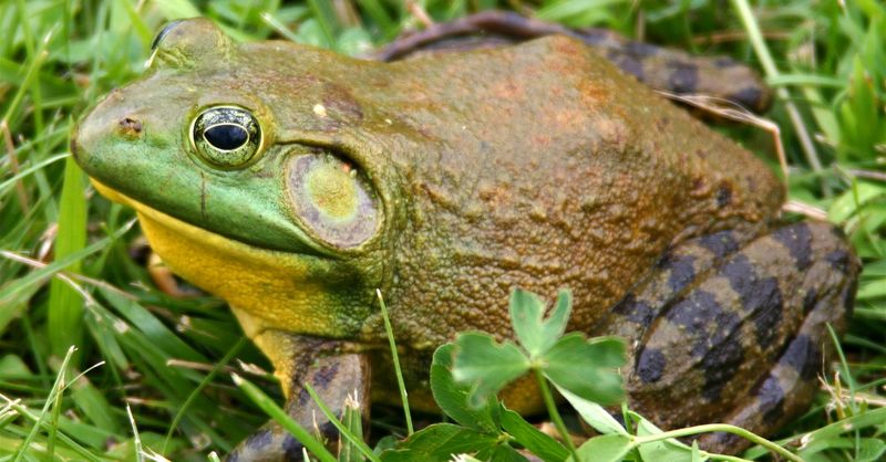 American Bullfrog