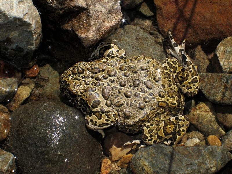 Yosemite Toad