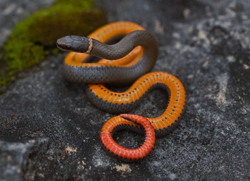 Ringneck Snake