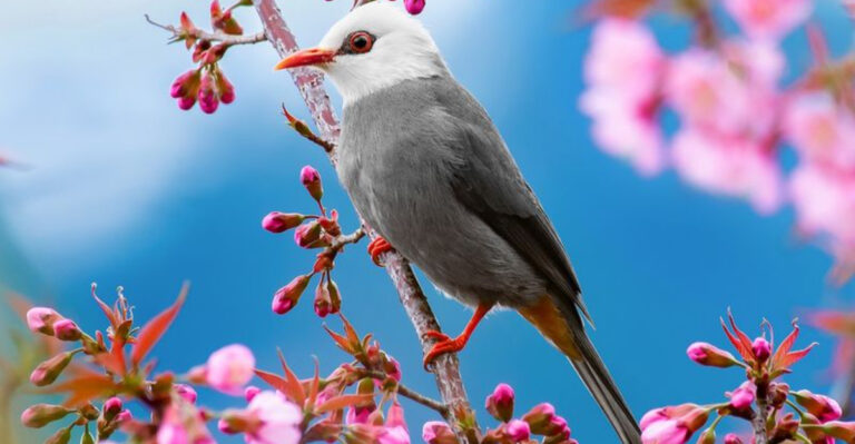 Easy Guide To Identifying Birds With White Heads