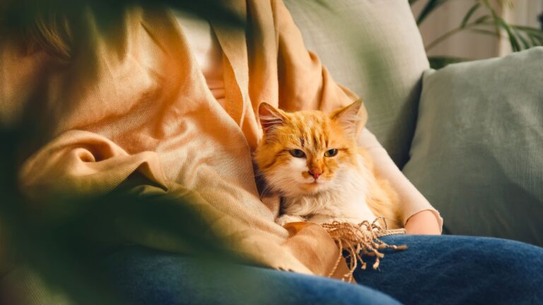 Easy Nighttime Habits To Deepen The Bond Between You And Your Cat