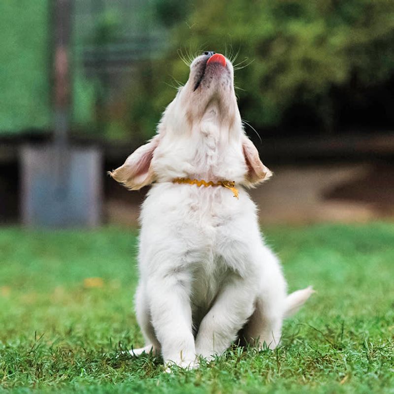 Nipping At Air