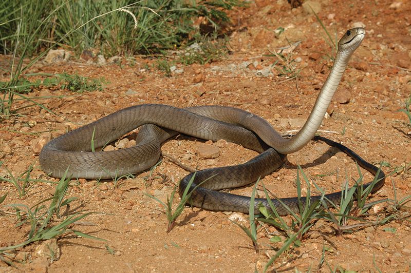 They Can Live For Up To 11 Years In The Wild