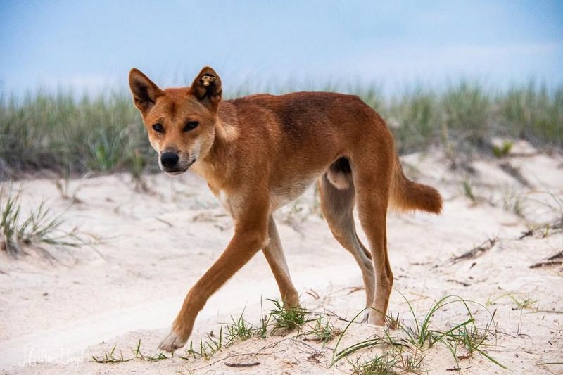 Dingo