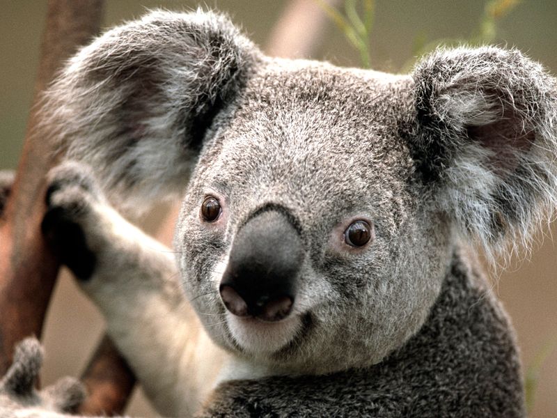 International Koala Protection Activism