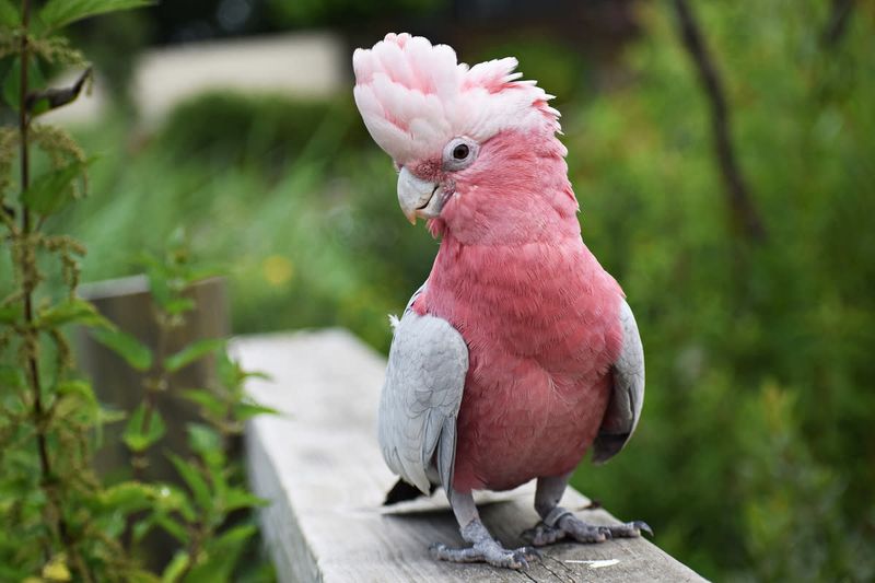 Therapy Bird Certifications