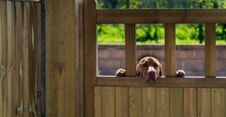 Effective Ways To Prevent Your Dog From Escaping Your Yard