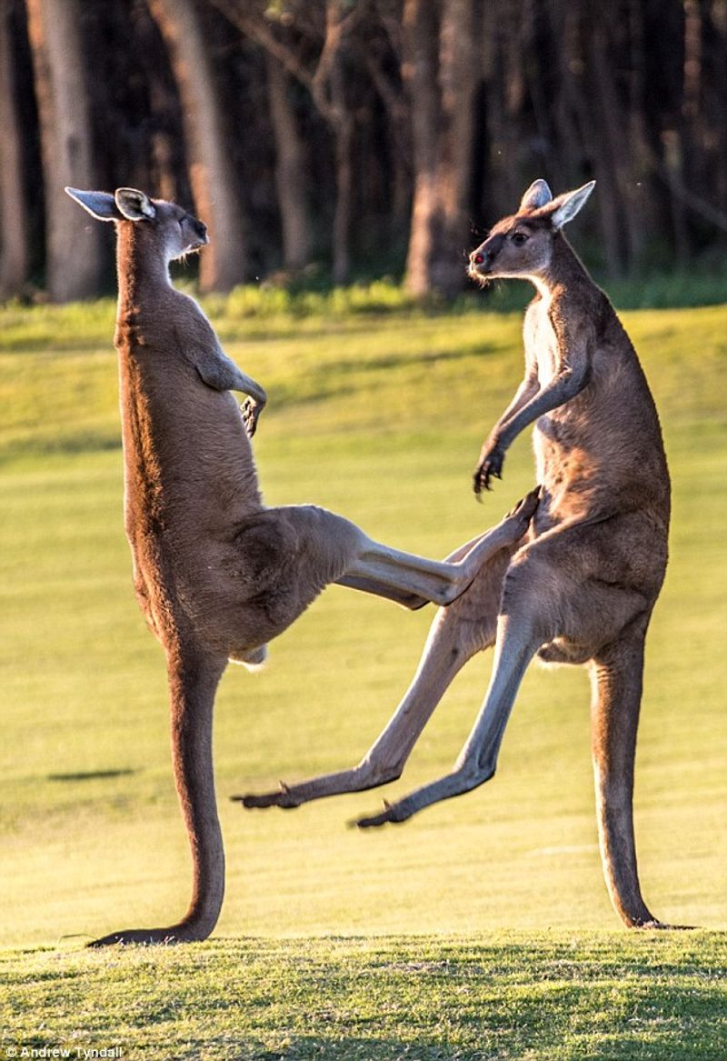Powerful Kicks