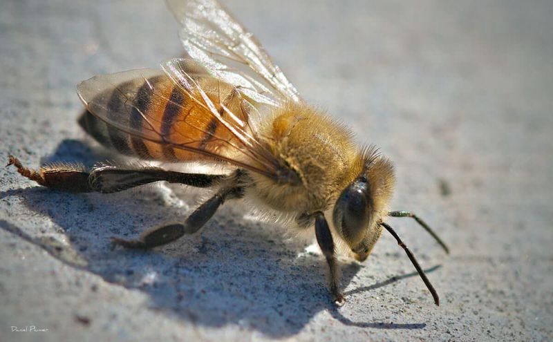 Deadly Drifters: Africanized Honey Bees