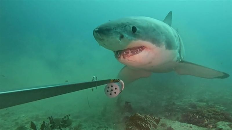 Shark