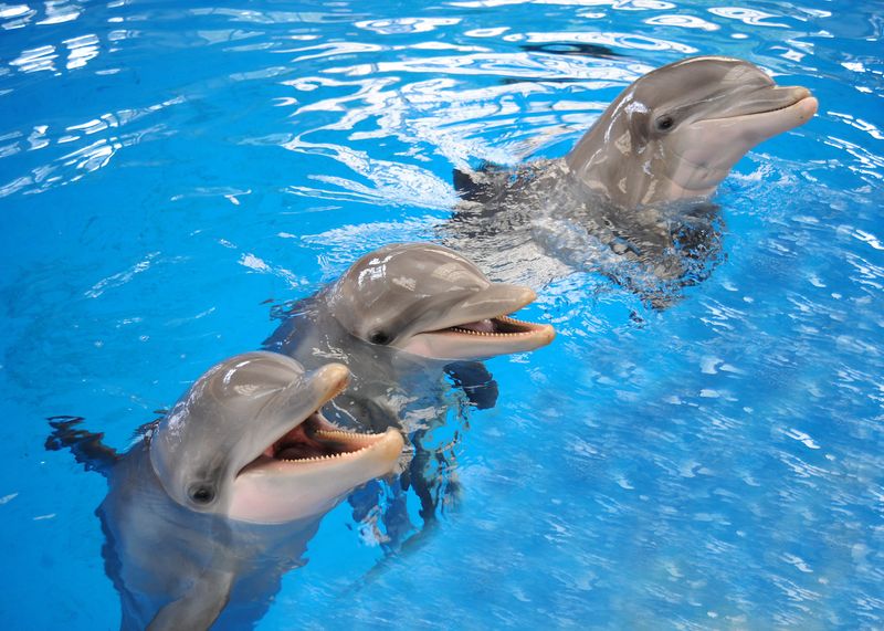 Dolphin