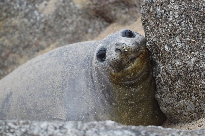 Elephant Seal