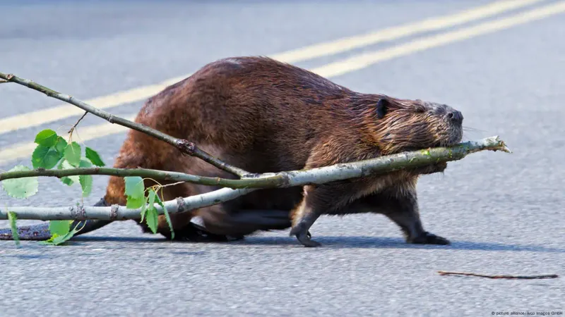 Beaver