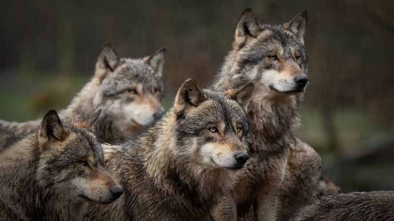 Gray Wolves