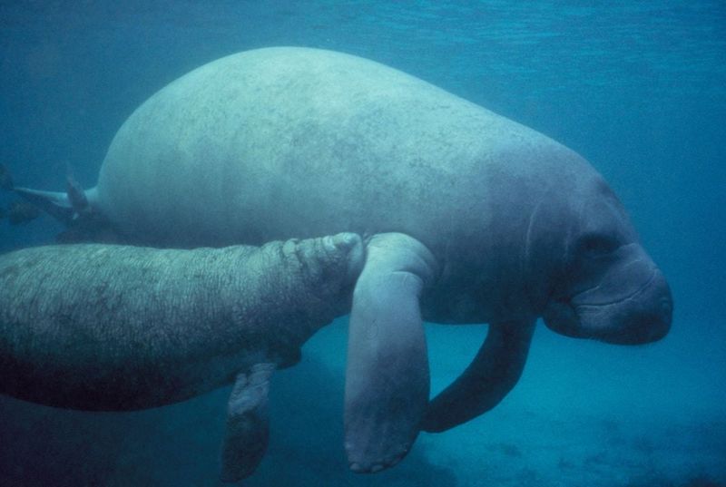 Manatees And Elephants