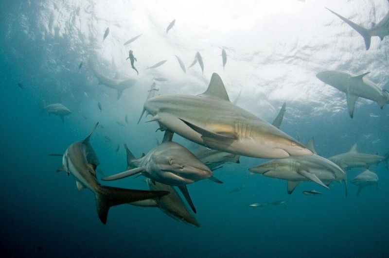 Sharks Swimming To Deeper Waters