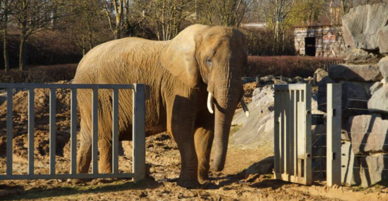 Elephants In Zoos: Animal Rights Groups Advocate For Change