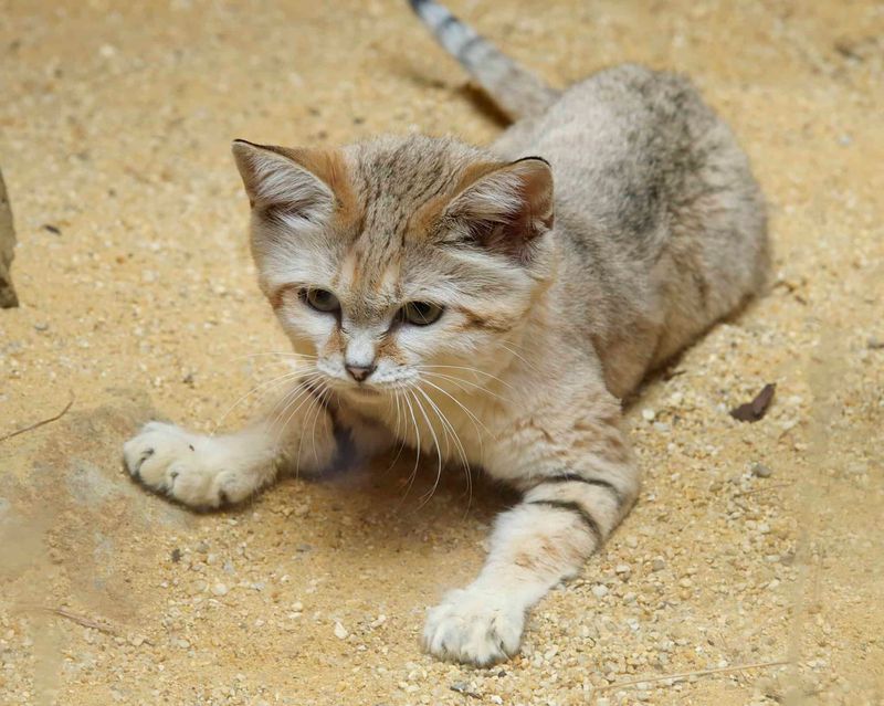 Mighty Hunters