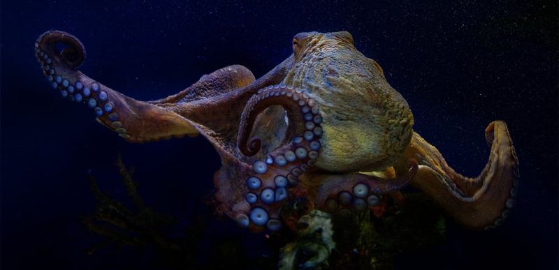 Octopus Gardens