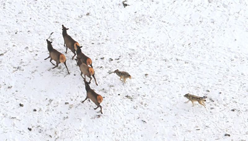 Prey Population Management