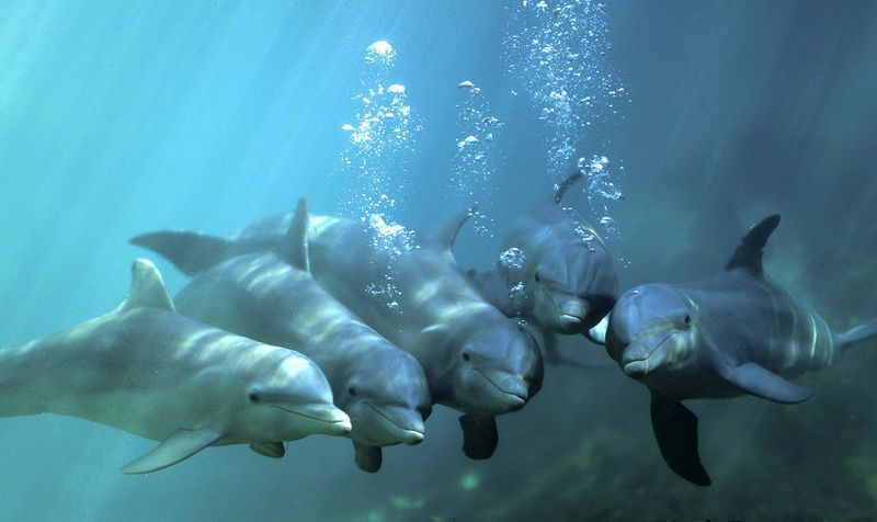 Dolphin Social Circles