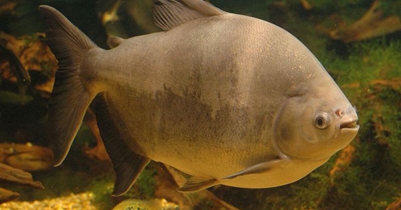 Pacu