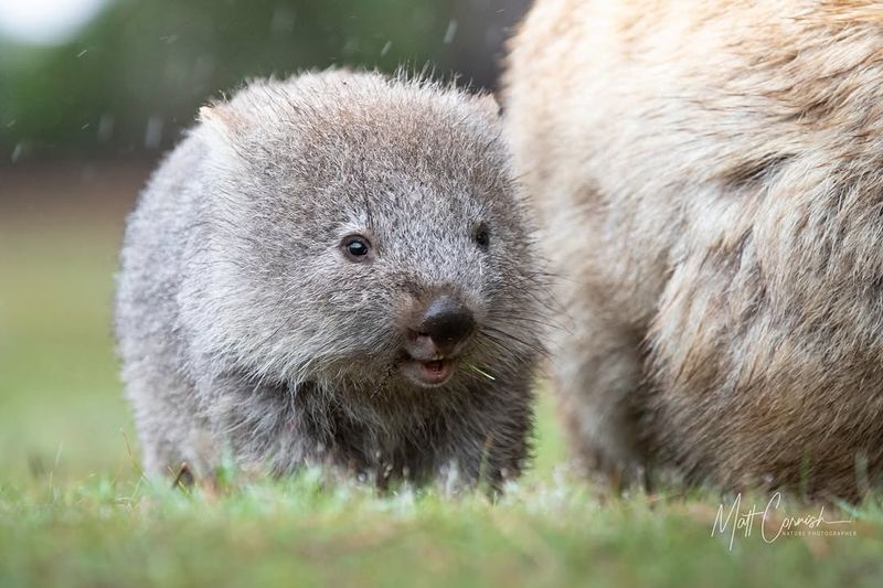 Wombat