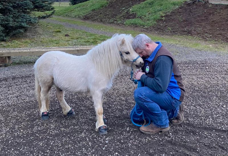 Miniature Horses