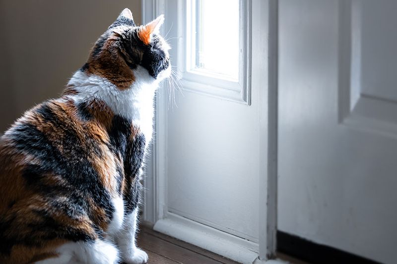 Aloof Attitude