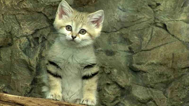 The Purring Predator
