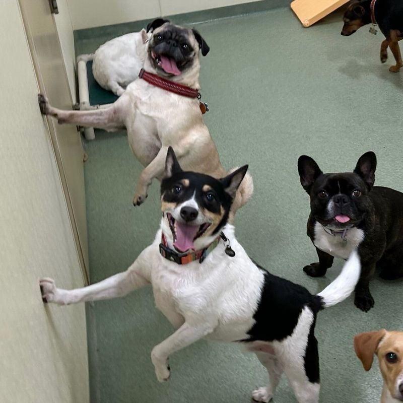 Engage In Animal-Assisted Therapy