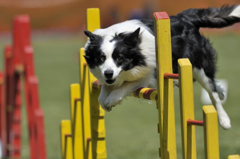 Border Collie