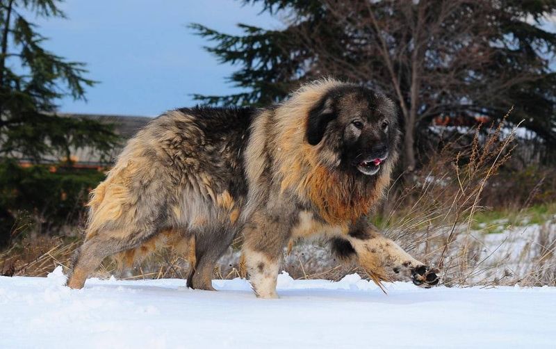 Caucasian Shepherd: The Bear Hunters