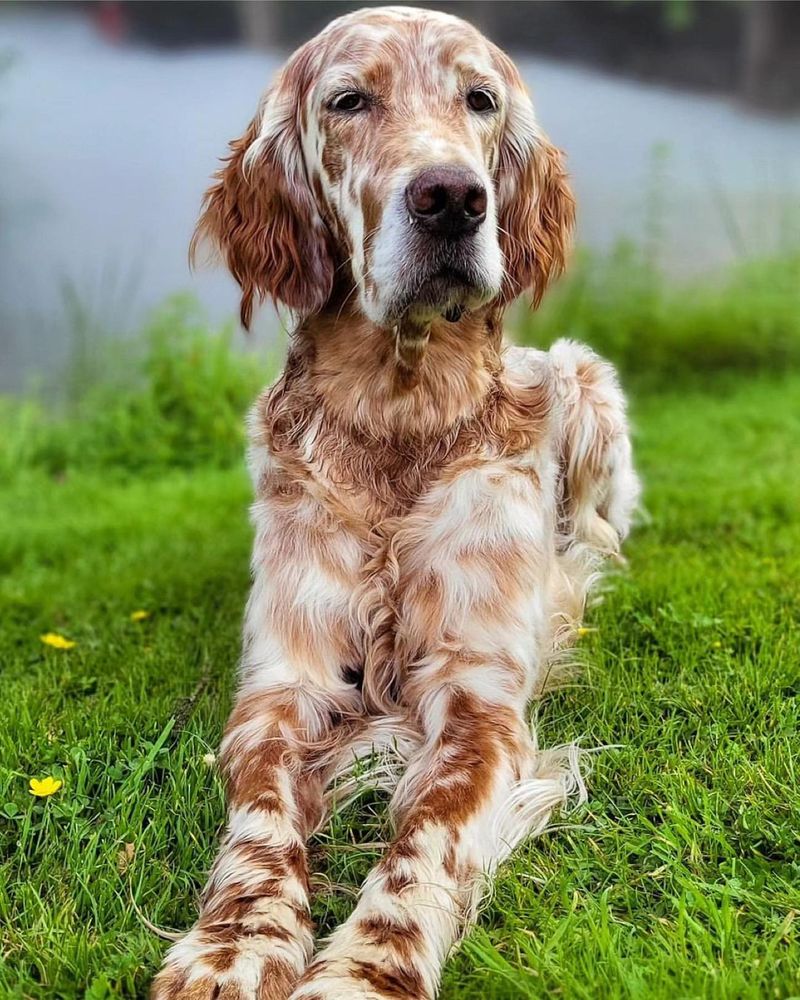 English Setter