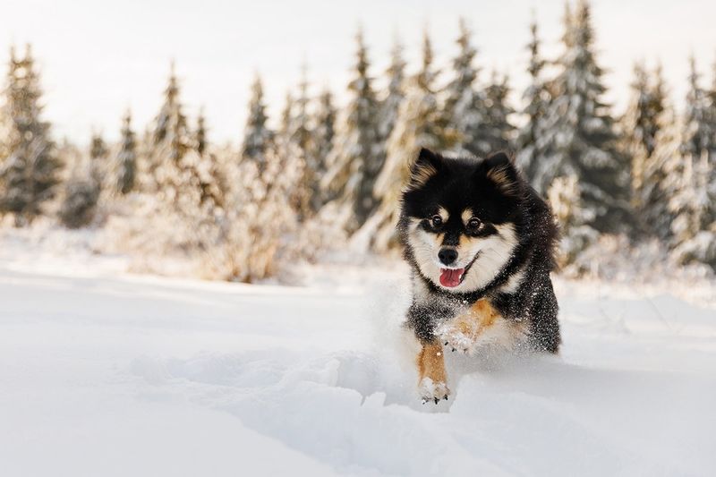 Finnish Lapphund