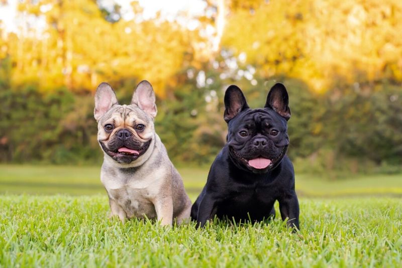 French Bulldog