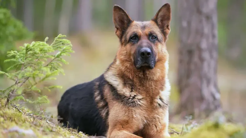 German Shepherds