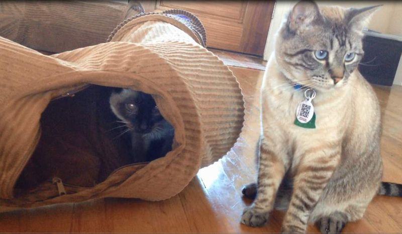 Offer Feline Furniture Tunnels