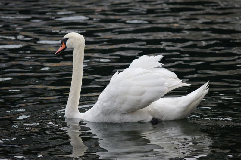 Mute Swan