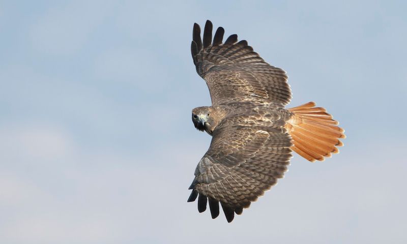 Red-Tailed Hawk