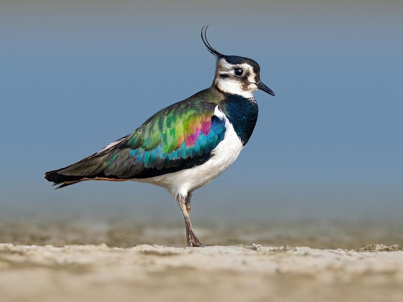Northern Lapwing