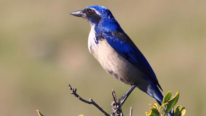 Western Scrub-Jay