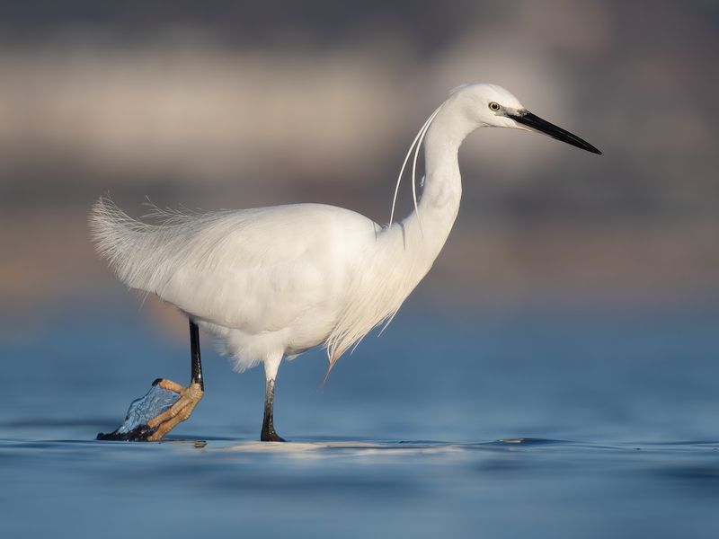 Little Egret