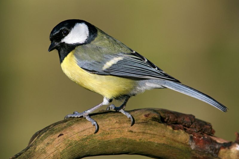Great Tit