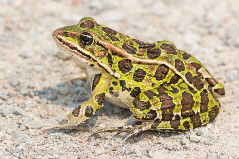 Northern Leopard Frog