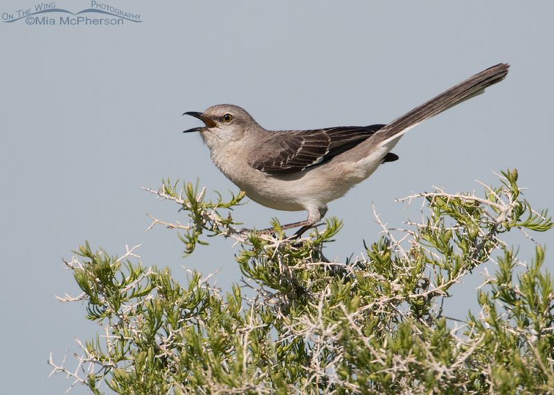 Mockingbird
