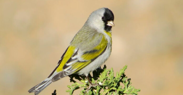 Everything You Need To Know About The Three Goldfinch Species In The U.S.