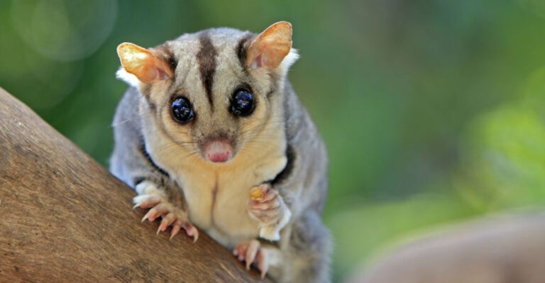 Everything You Need To Know Before Getting A Pet Sugar Glider