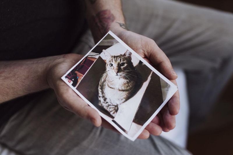 Considering A Pet Cremation Service